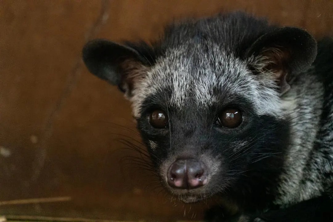 The Complexity of Civet Coffee Goes Well Beyond Your Palate