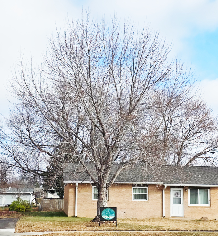 Blaze maple chosen as city’s tree of autumn