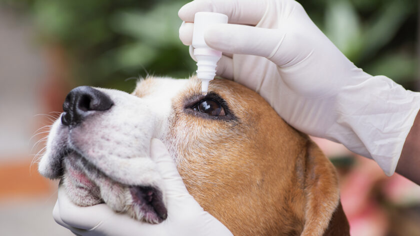 What to know about cherry eye and when to call your vet