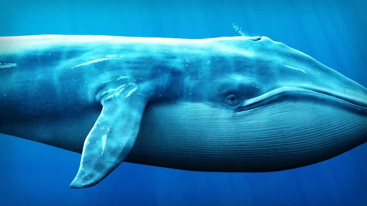 Big Whales Are on the Move: Here’s What They’ve Been Doing with Cryptocurrencies in Recent Hours