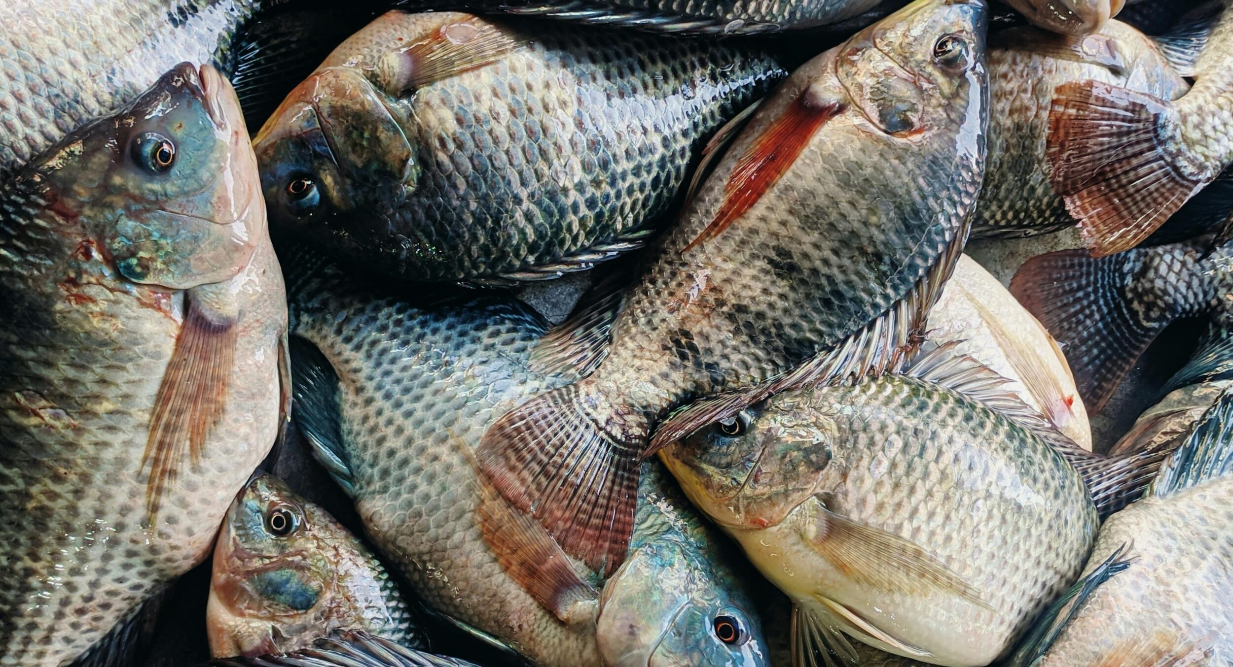 Chinaese tilapia prices slide as processing plants focus on destocking